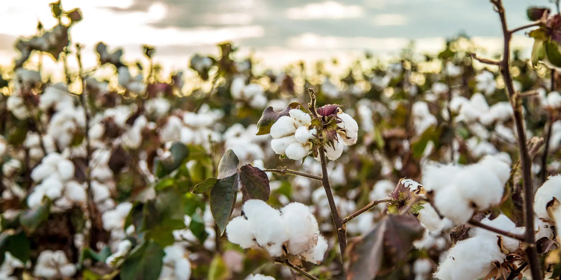 The Benefits Of Organic Cotton – Cherchez La Femme brand